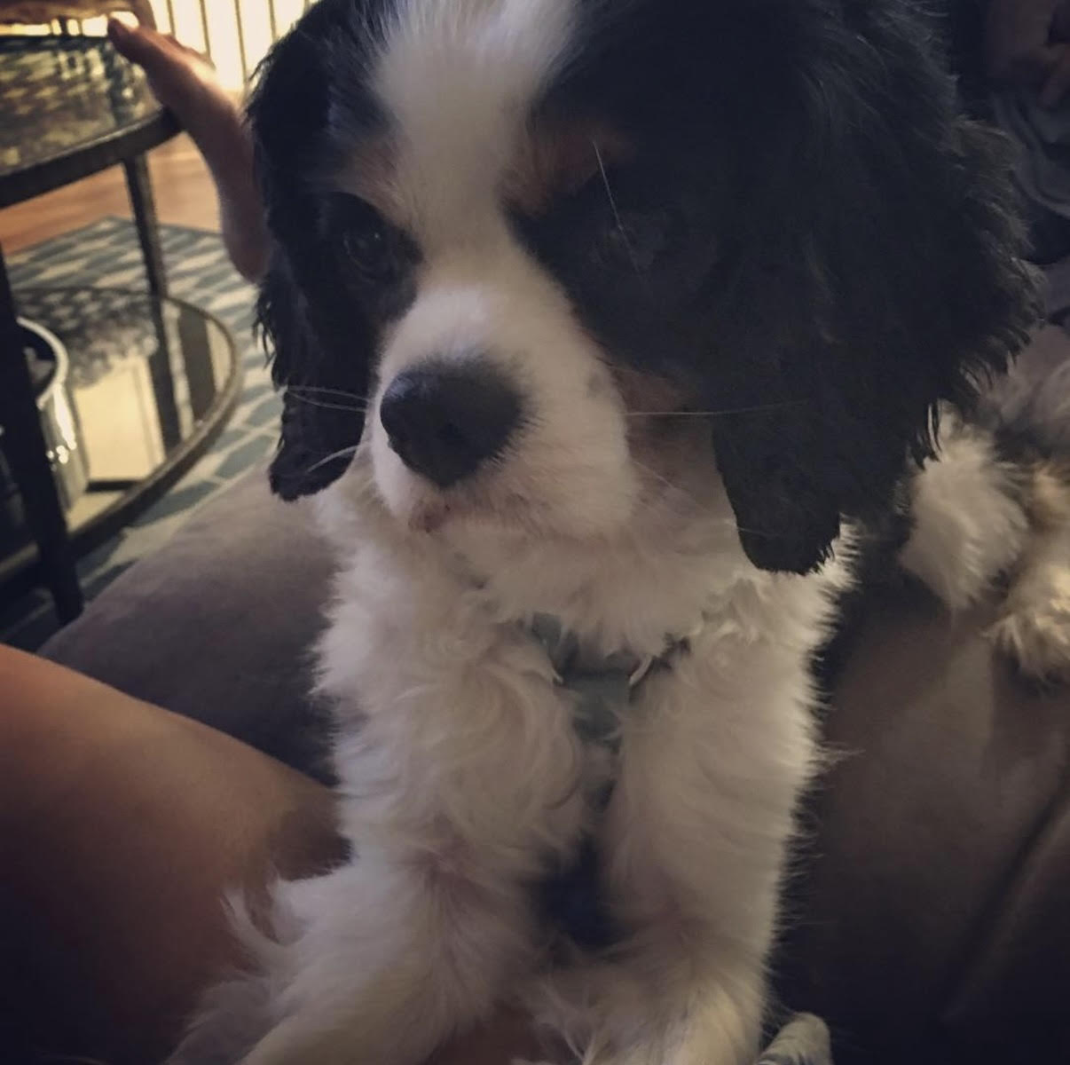 DOG PORTRAIT, COMMISSION