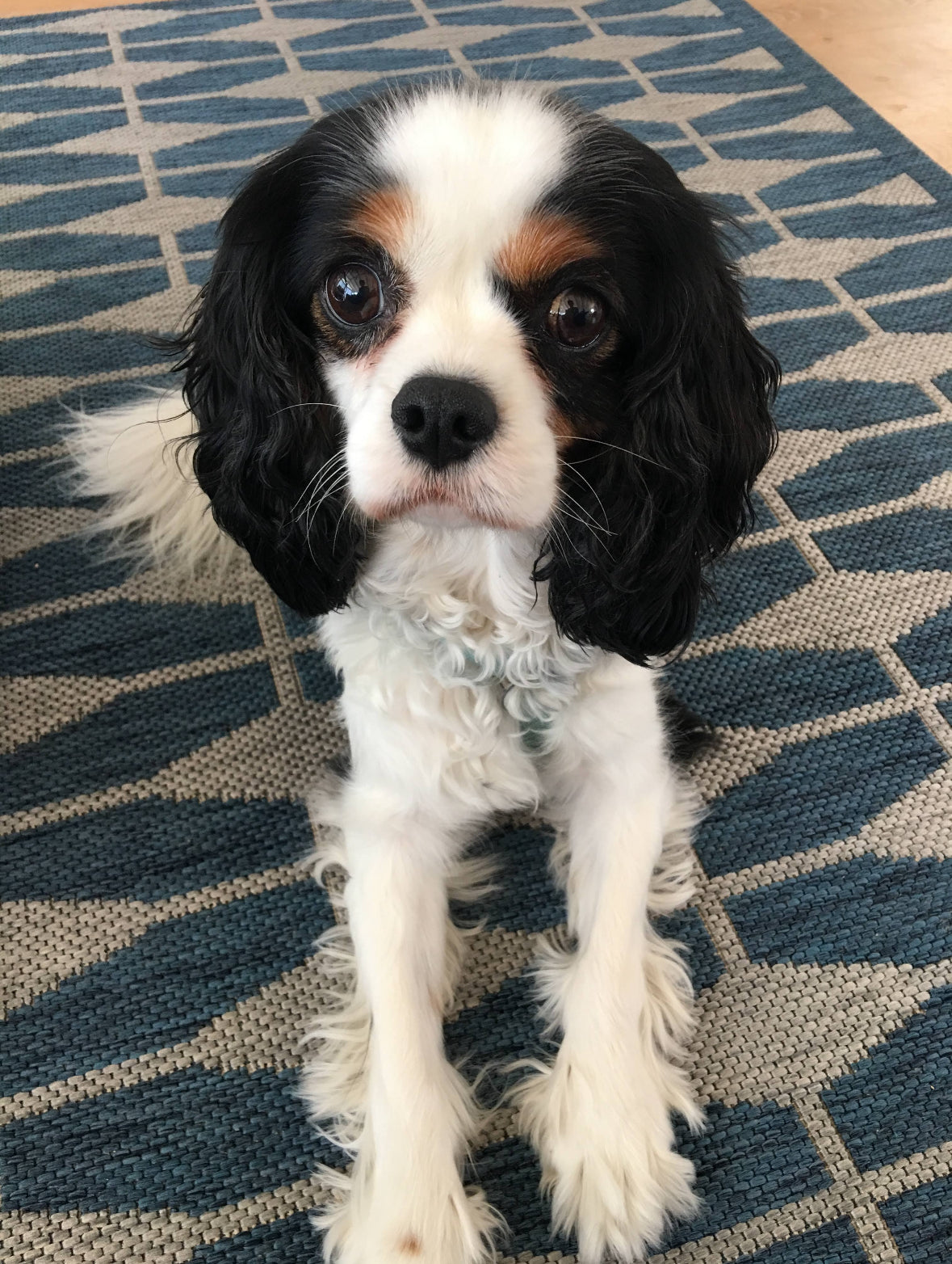 DOG PORTRAIT, COMMISSION